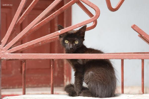 Bayamo