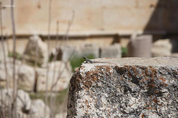 Baalbek