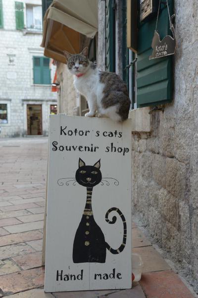 Kotor
