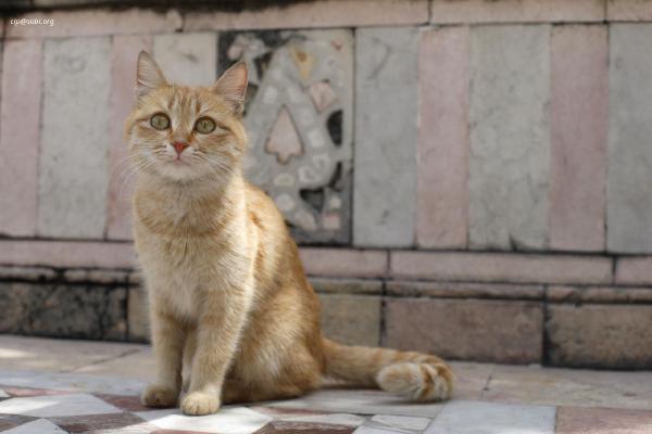 Damascus
